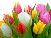 Тюльпаны (Голландия)